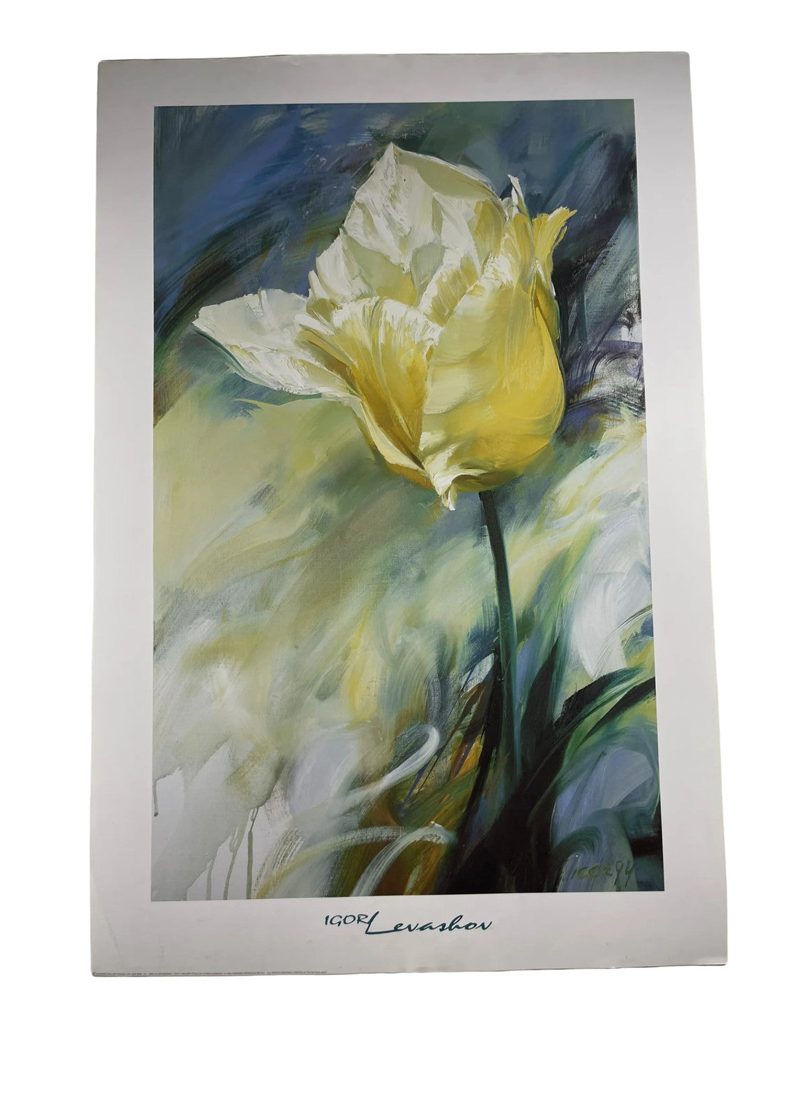 White Tulip by Igor Levashov